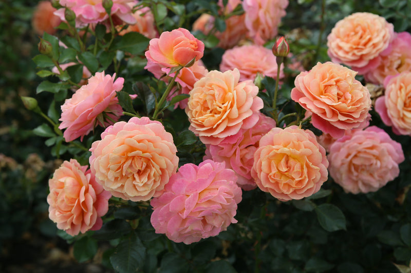 Peach Melba ( Royal Climbing Rose 1 x Bare Root ) *PREORDER*