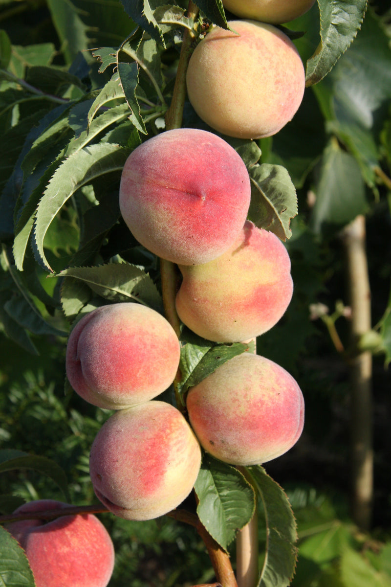 Peach (Prunus) Peregrine Tree The Rose Press Garden