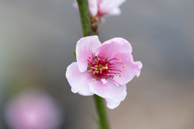 Peach (Prunus) Peregrine Tree The Rose Press Garden