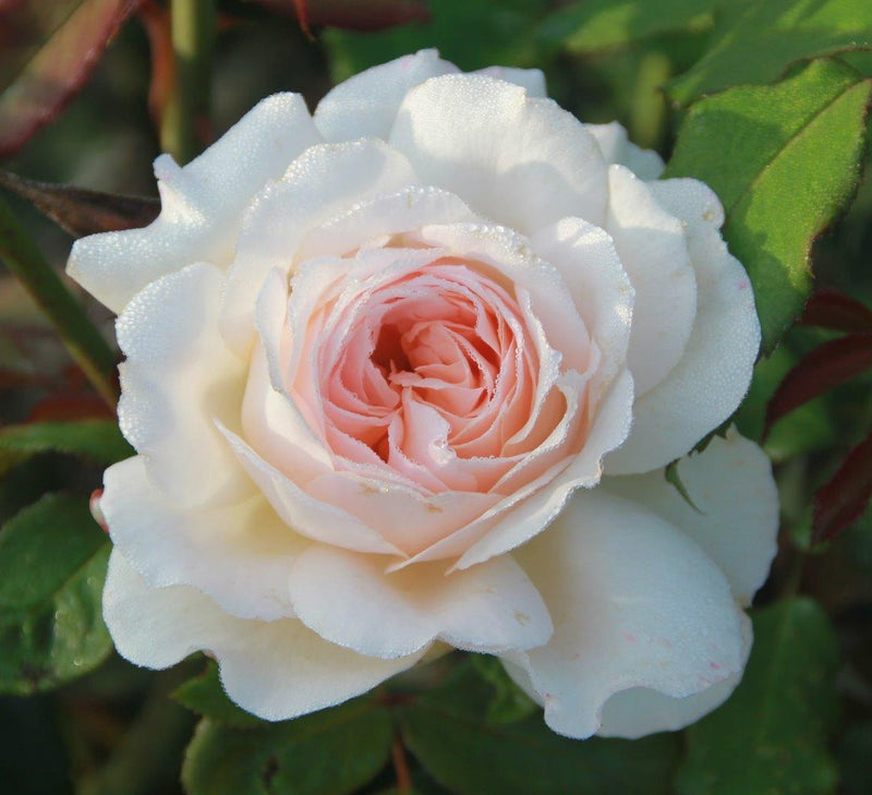 Pearl (Royalty Rose Bush x 1 Bare Root) *PREORDER*