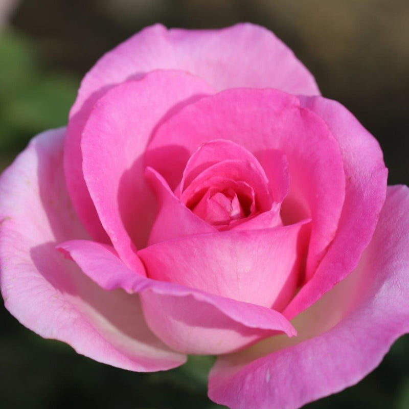Pink Perfection – Hybrid Tea Rose (Bare Root, Pre-Order) The Rose Press Garden