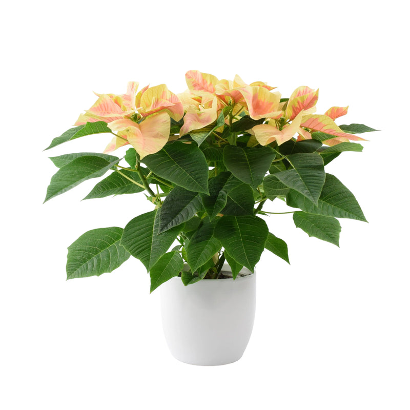 Poinsettia Marble Gift Plant in 13cm White Pot – Festive Houseplant for Christmas The Rose Press Garden