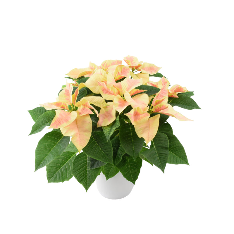 Poinsettia Marble Gift Plant in 13cm White Pot – Festive Houseplant for Christmas The Rose Press Garden