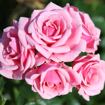 Pretty Polly – Floribunda Rose (Bare Root, Pre-Order) The Rose Press Garden