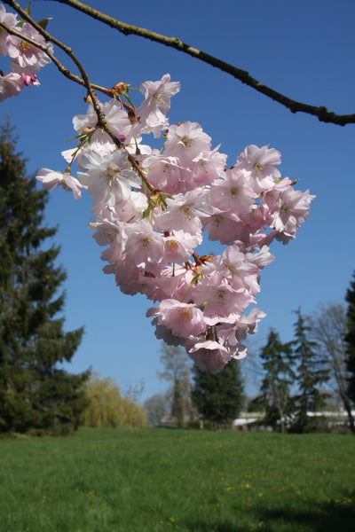 Prunus Accolade Tree The Rose Press Garden