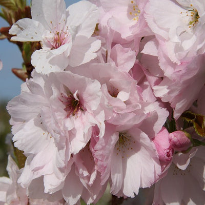 Prunus Amanogawa Tree The Rose Press Garden