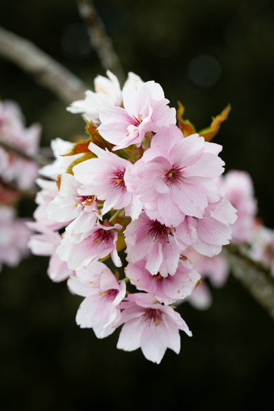 Prunus Beni-yutaka Tree The Rose Press Garden
