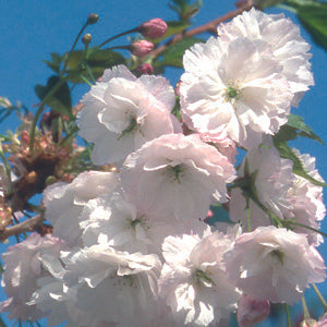 Prunus Blushing Bride Tree (Shogetsu) The Rose Press Garden