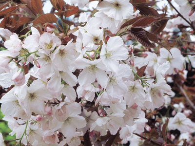 Prunus Chocolate Ice Tree (Matusmae fuki) The Rose Press Garden