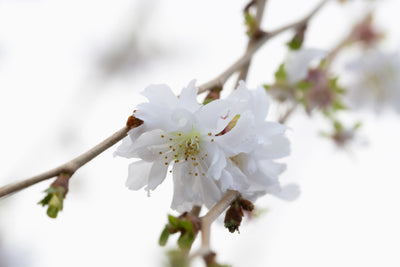 Prunus Crystal Falls® Tree The Rose Press Garden