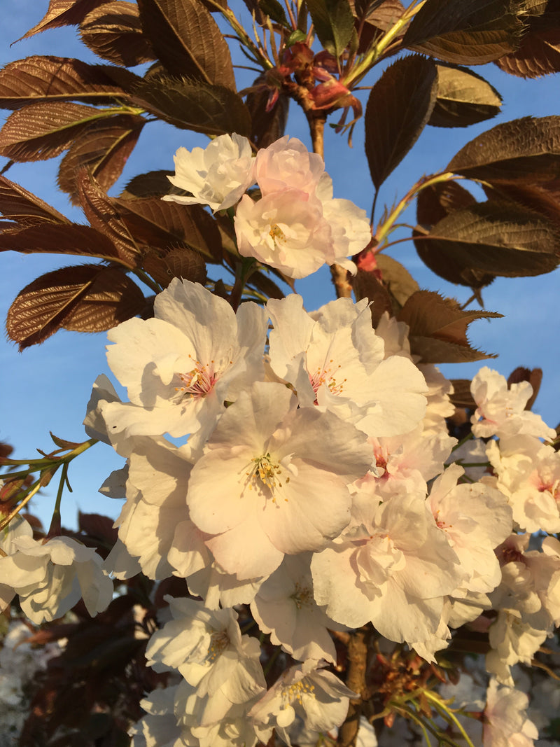 Prunus Fragrant Cloud Tree (Shizuka) The Rose Press Garden