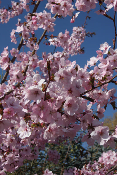 Prunus Jacqueline Tree The Rose Press Garden