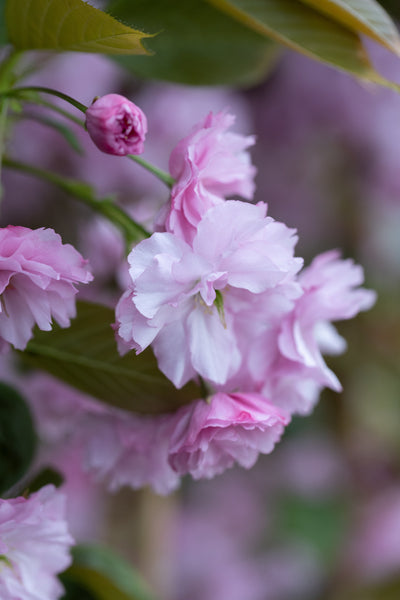 Prunus Kanzan Tree The Rose Press Garden