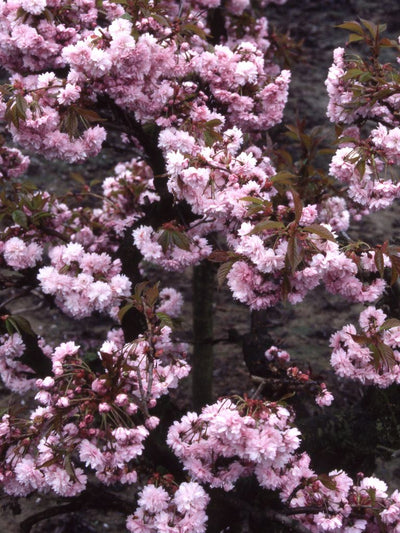 Prunus Kiku-shidare-zakura Tree The Rose Press Garden