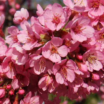 Prunus Kursar Tree The Rose Press Garden