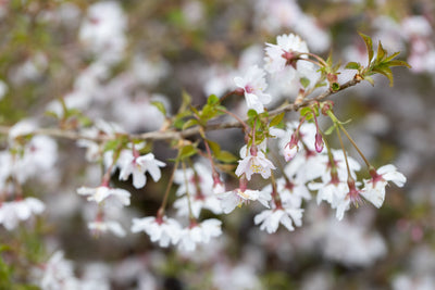 Prunus inc Mikinori Tree The Rose Press Garden