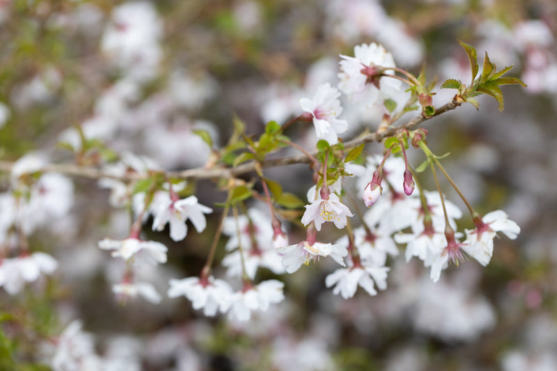 Prunus inc Mikinori Tree The Rose Press Garden