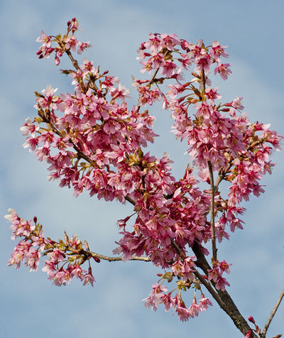 Prunus Okame Tree The Rose Press Garden