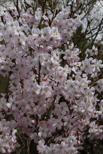 Prunus Pandora Tree The Rose Press Garden