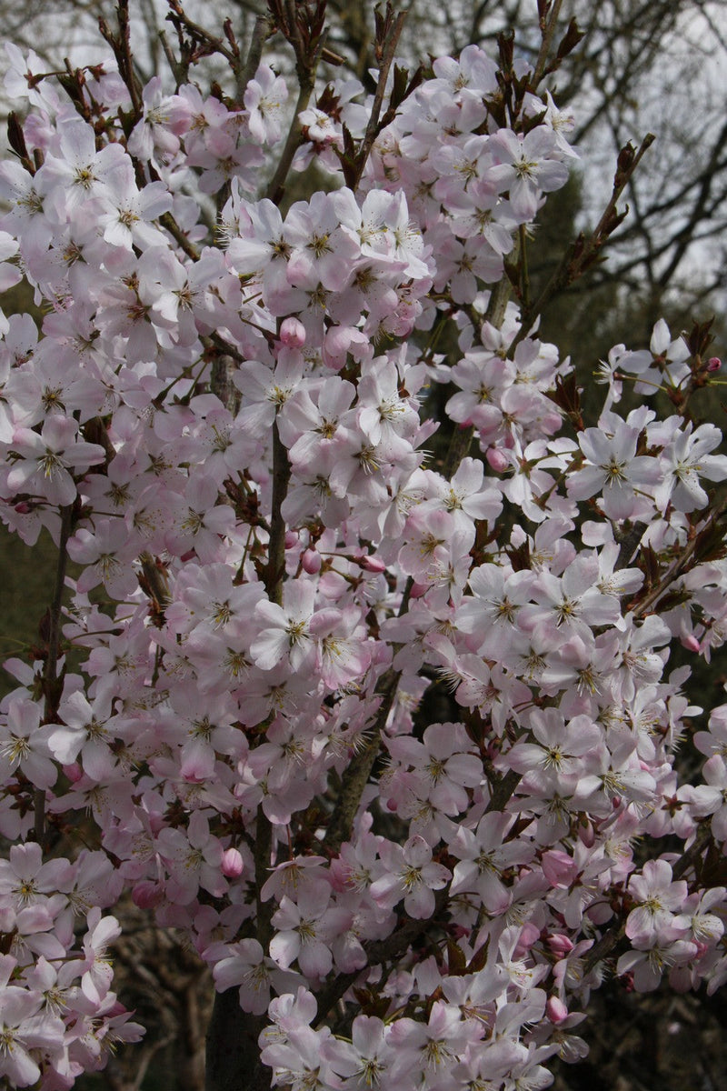 Prunus Pandora Tree The Rose Press Garden