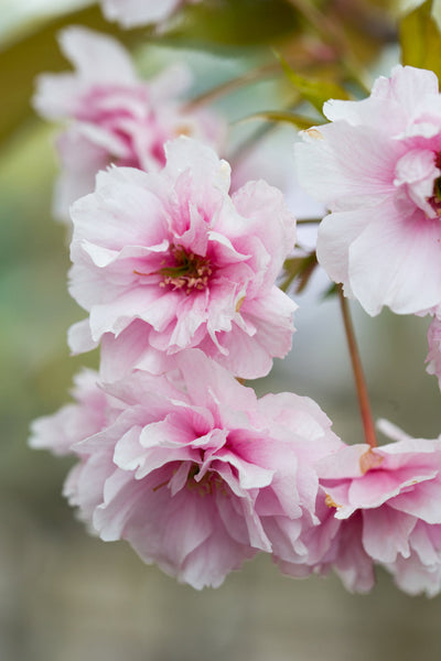 Prunus Pink Perfection Tree The Rose Press Garden