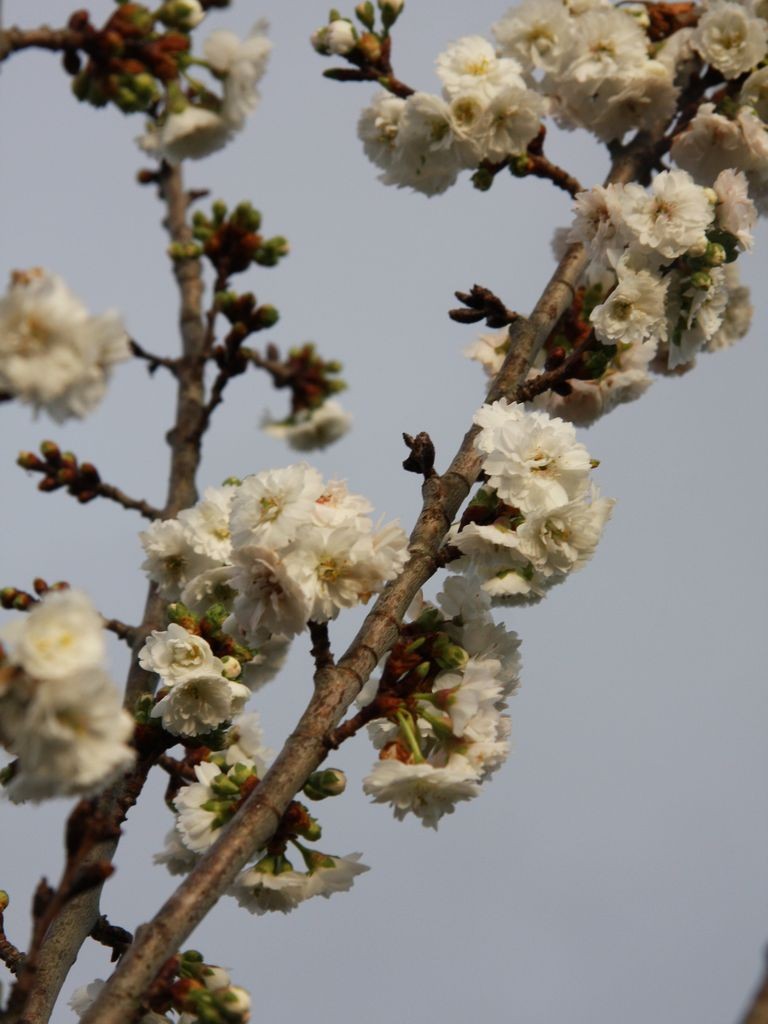 Prunus &