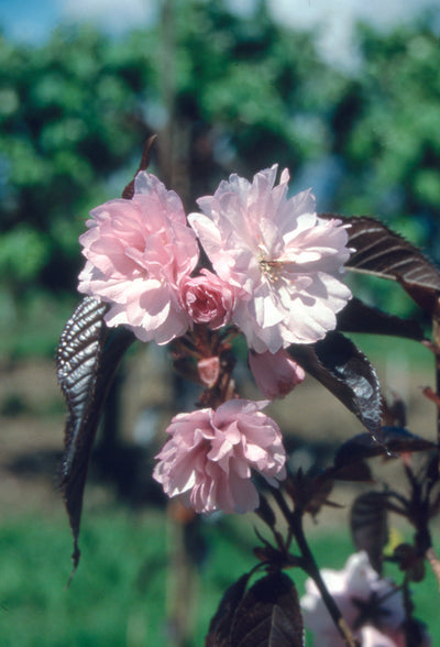 Prunus Royal Burgundy Tree The Rose Press Garden
