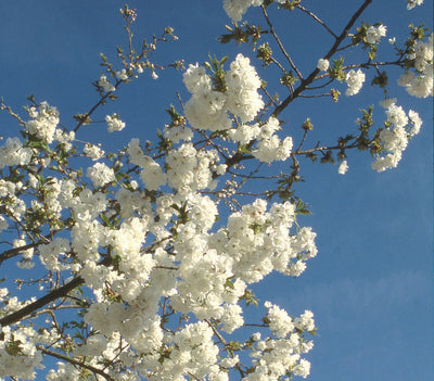 Prunus Shirotae Tree The Rose Press Garden