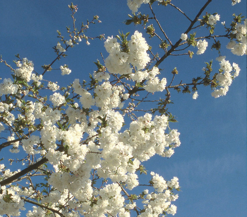 Prunus Shirotae Tree The Rose Press Garden
