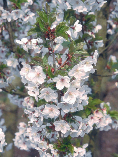 Prunus Snow Goose Tree The Rose Press Garden