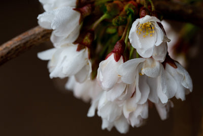 Prunus Snow Showers Tree The Rose Press Garden
