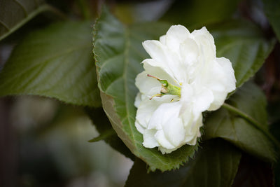 Prunus Sumaura Fugenzo Japanese Lantern™ Tree The Rose Press Garden