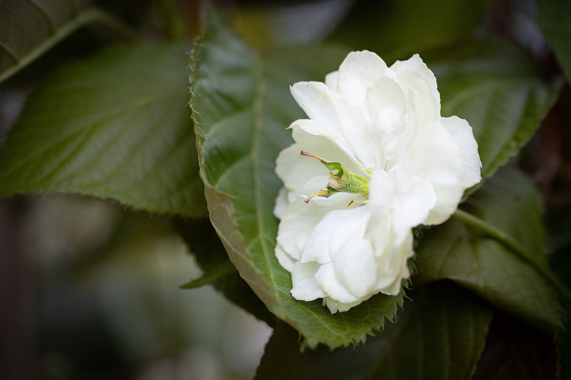 Prunus Sumaura Fugenzo Japanese Lantern™ Tree The Rose Press Garden