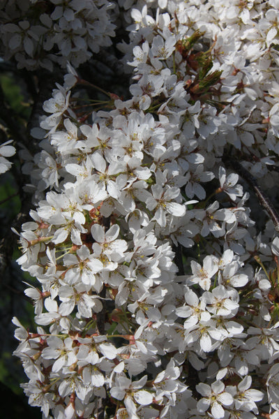 Prunus Weeping Yoshino Tree The Rose Press Garden