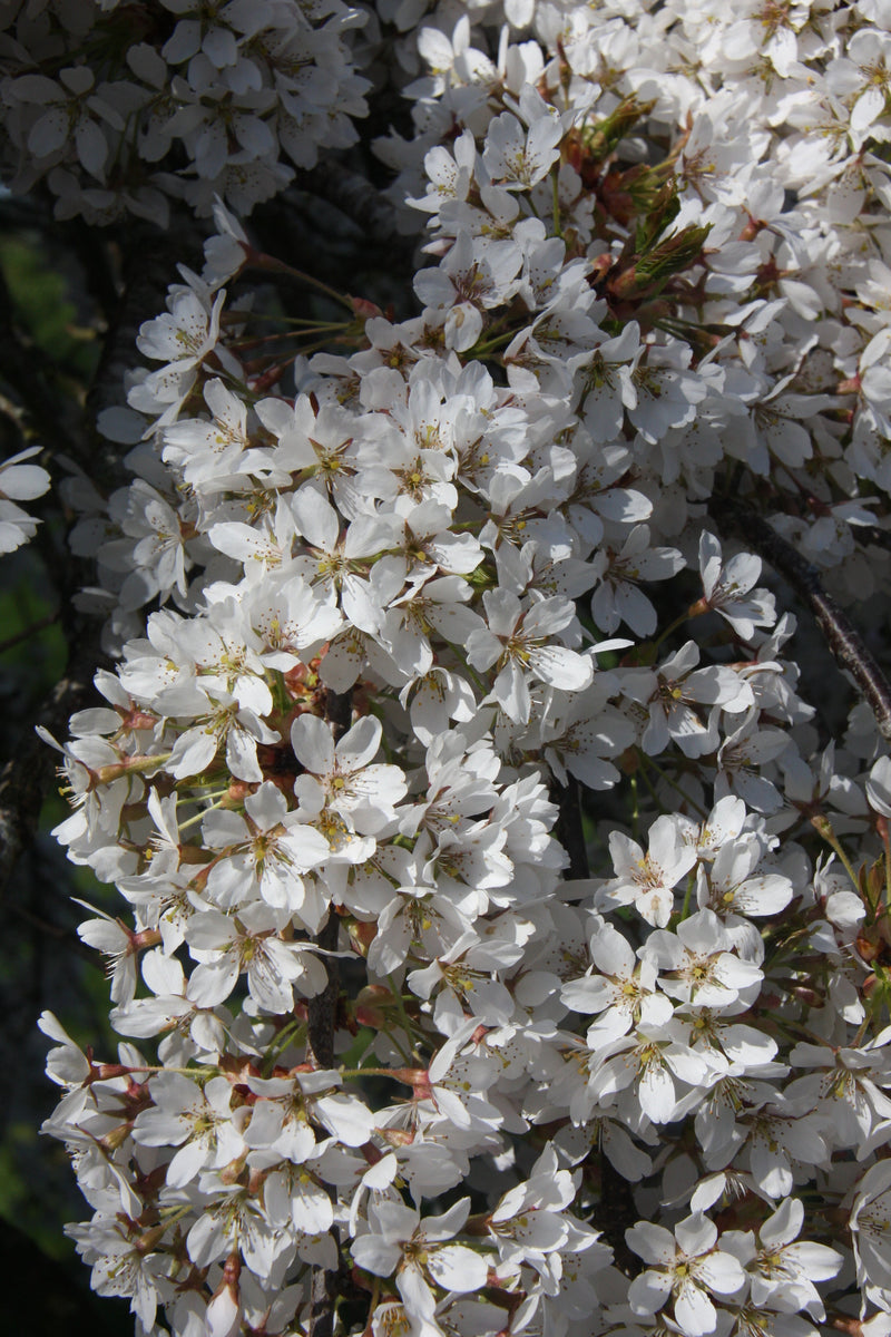 Prunus Weeping Yoshino Tree The Rose Press Garden