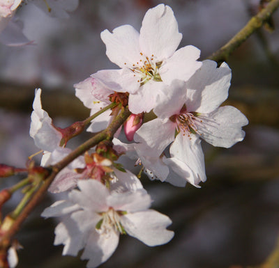Prunus x sub Autumnalis Rosea Tree The Rose Press Garden