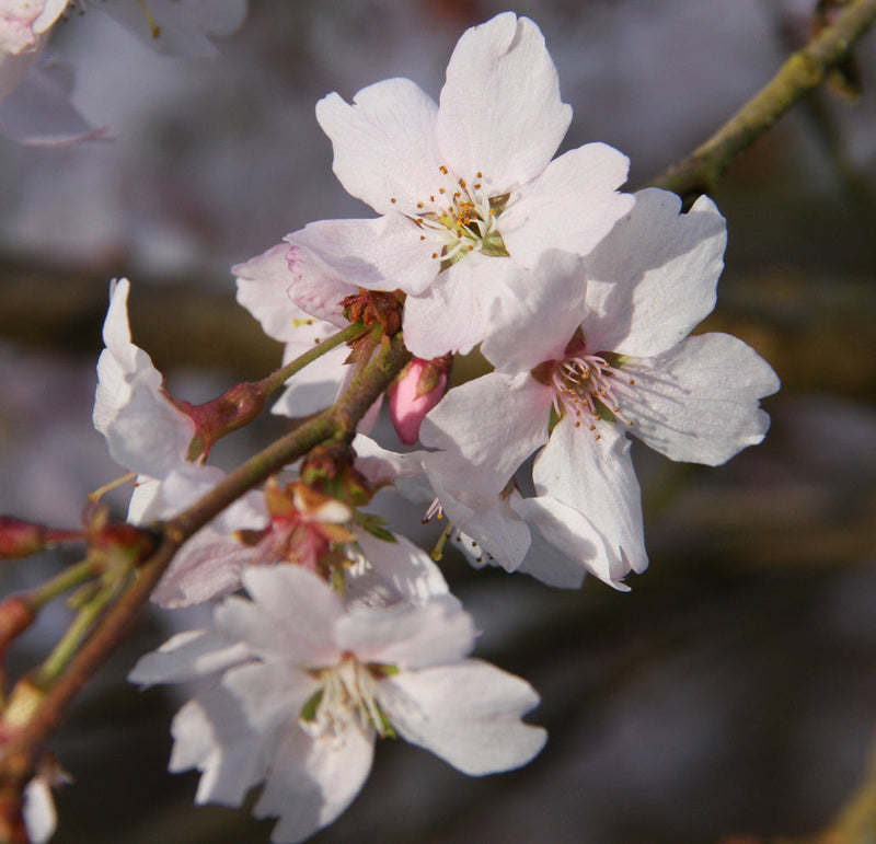 Prunus x sub Autumnalis Rosea Tree The Rose Press Garden