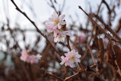 Prunus x sub Autumnalis Rosea Tree The Rose Press Garden