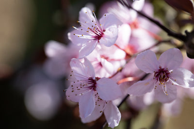 Prunus cer Nigra Tree The Rose Press Garden