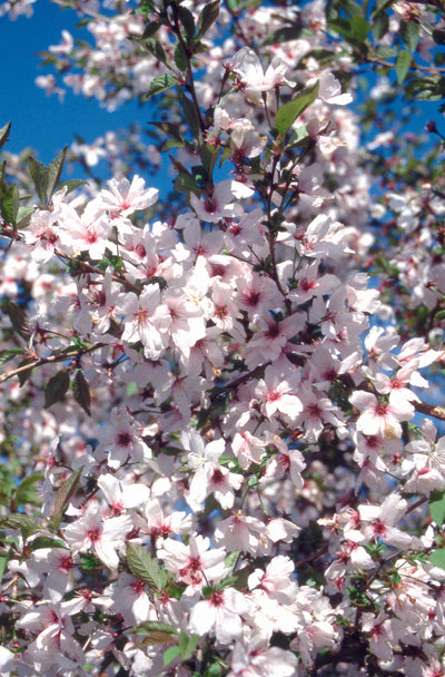 Prunus The Bride Tree The Rose Press Garden