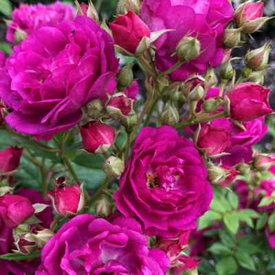 Siluetta Purple – Climbing Rose (Bare Root, Pre-Order) The Rose Press Garden