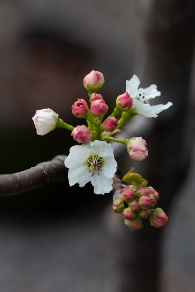 Pyrus cal Chanticleer Tree The Rose Press Garden