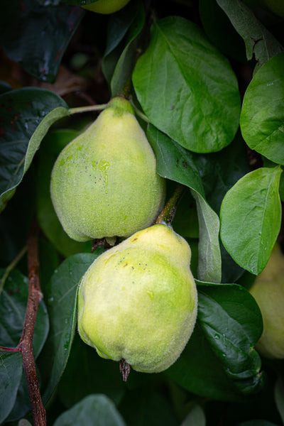 Quince (Cydonia) Meech's Prolific Tree The Rose Press Garden