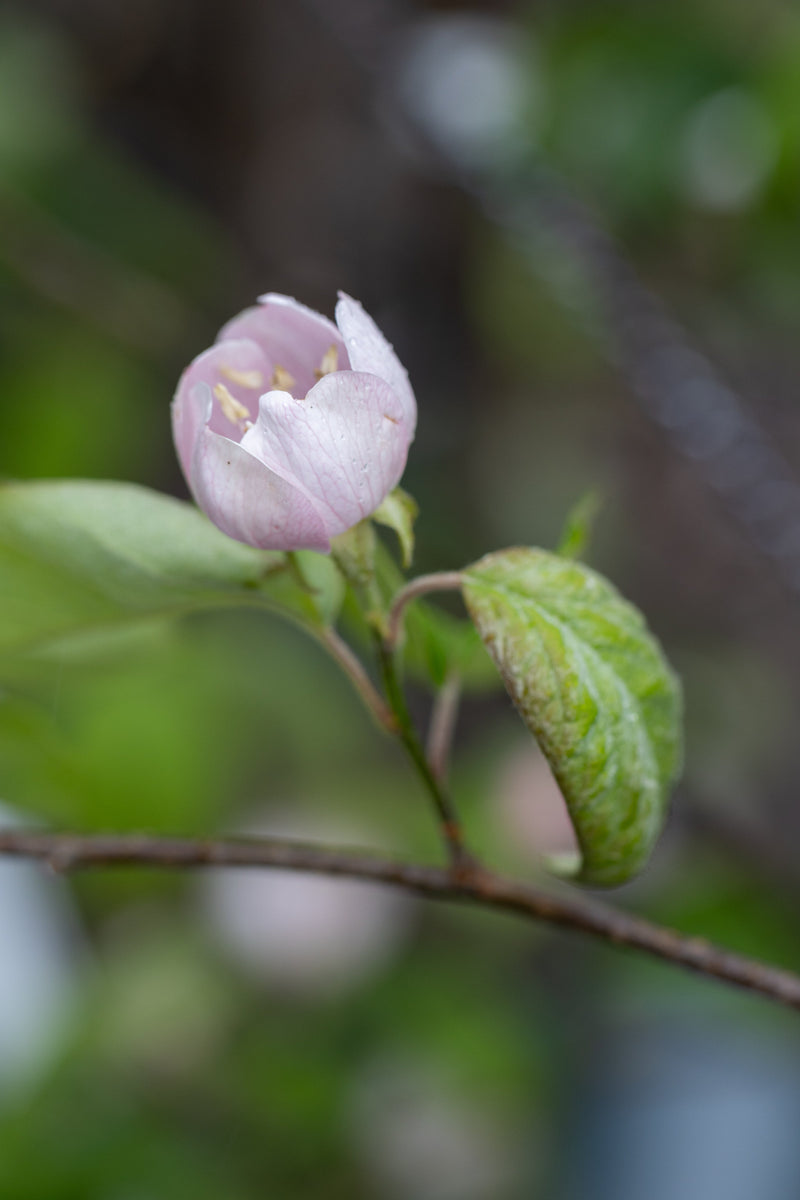 Quince (Cydonia) Meech&