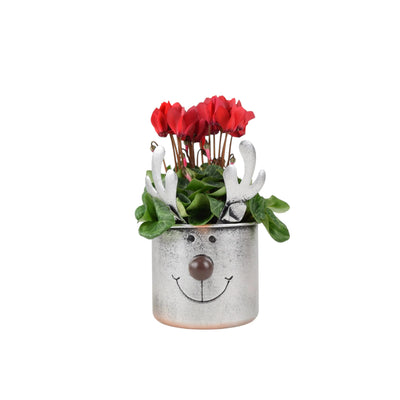 Metal Reindeer Planter with Cyclamen - Festive Christmas Decor The Rose Press Garden