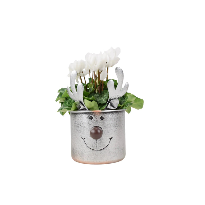 Metal Reindeer Planter with Cyclamen - Festive Christmas Decor The Rose Press Garden