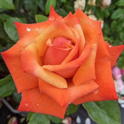 Remember Me Rose Pots 5.5L Pot Copper Orange Hybrid Tea Rose The Rose Press Garden