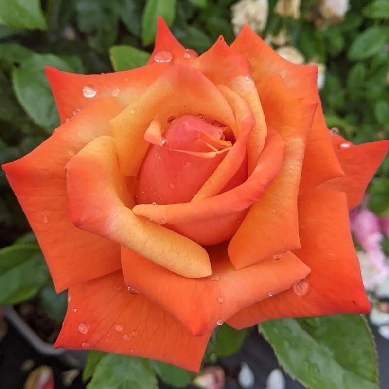 Remember Me Rose Pots 5.5L Pot Copper Orange Hybrid Tea Rose The Rose Press Garden