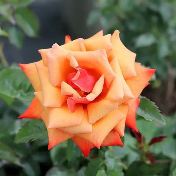 Remember Me Rose Pots 5.5L Pot Copper Orange Hybrid Tea Rose The Rose Press Garden