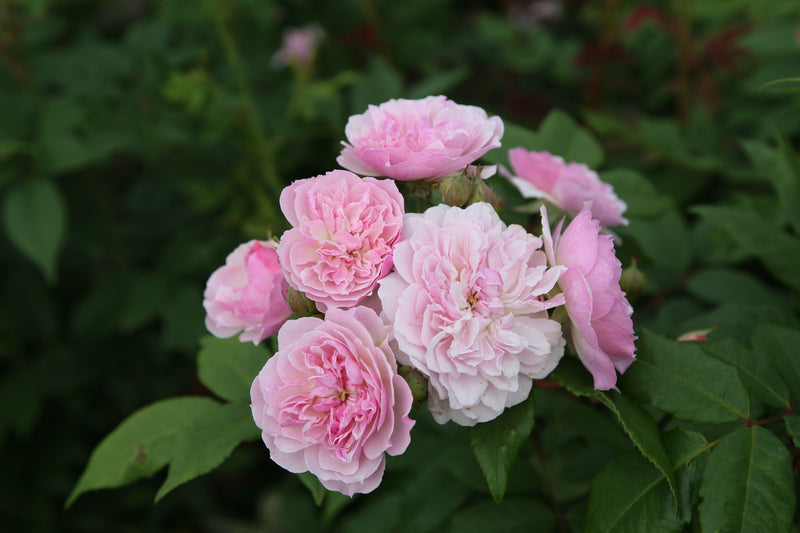 Romantic Siluetta (Patio Rambling Rose Bare Root x 1 ) *PREORDER*